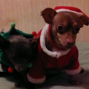 Meet your Posher, Iris